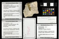 Foto (Objekt + Etiketten) von Cracensigillatus acutirostris (Moericke, 1889) 